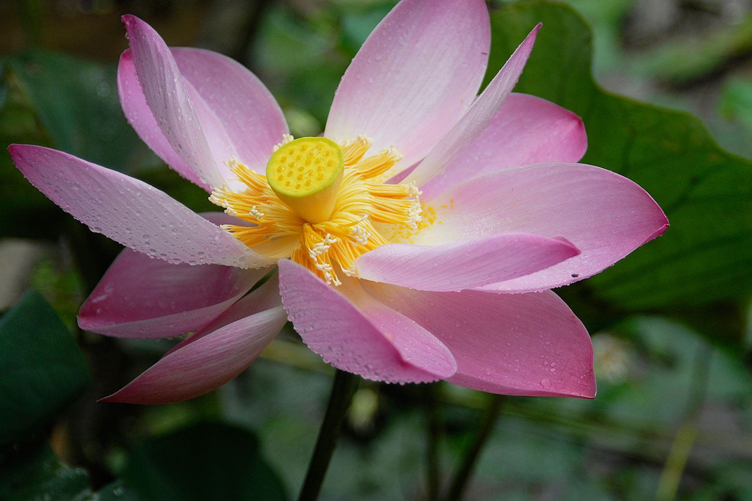 villabayad_ubud_garden_lotus