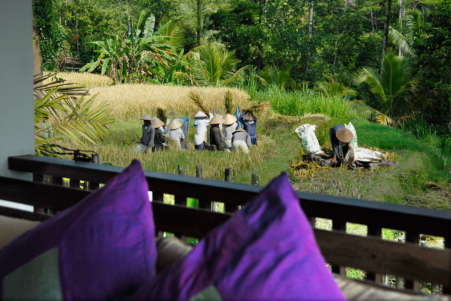 villabayad_ubud_garden_ricefield_view